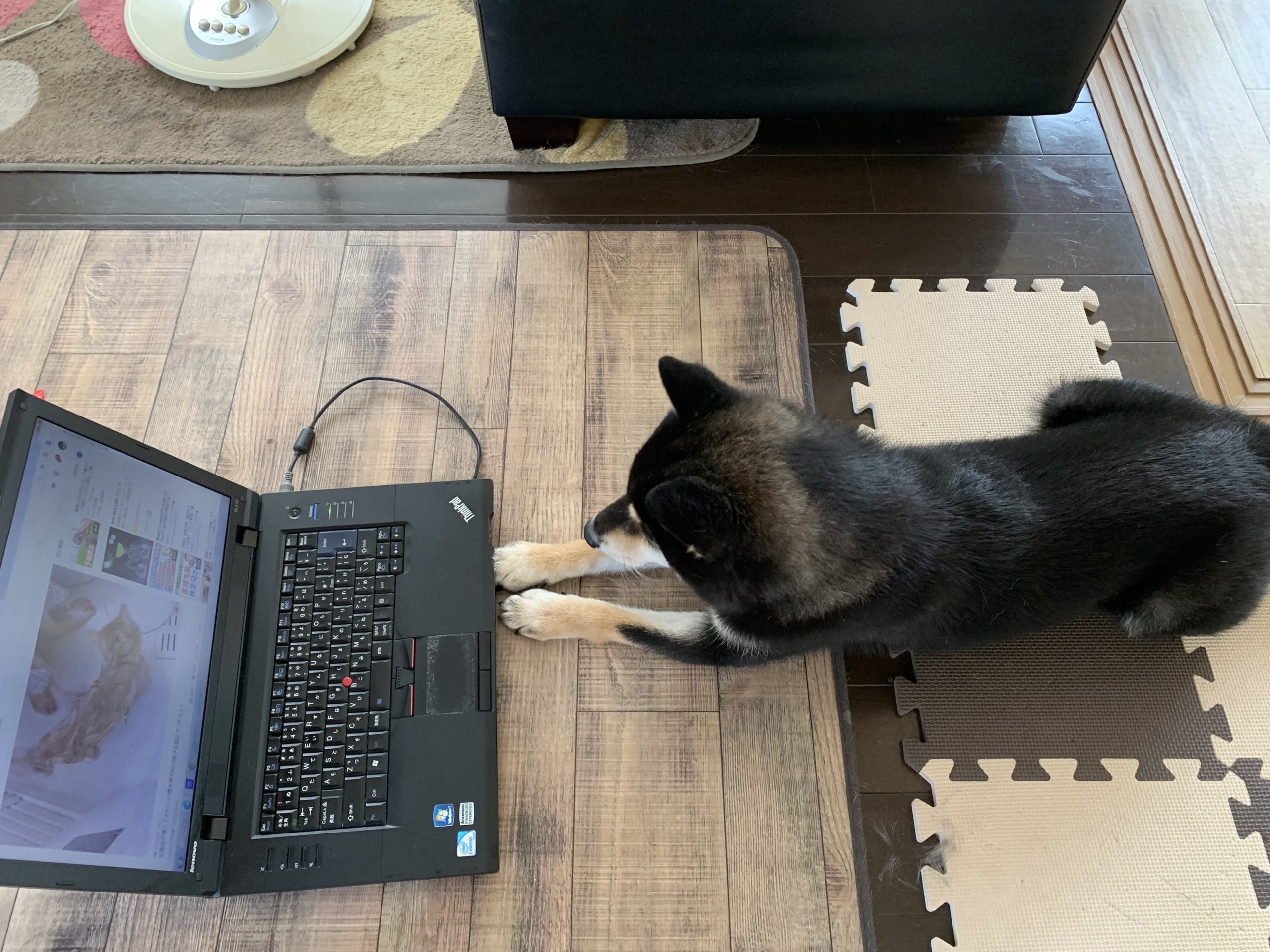 PCをする犬